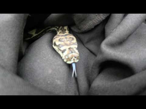 Watch This Beautiful Carpet Python Return Home! 🐍❤️