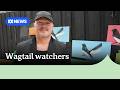Torquay artist's wagtail paintings taking flight around the world | ABC NEWS