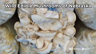 Wild Edilbe Mushrooms of Nebraska