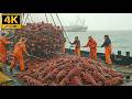 The $5 Million Haul: Harvesting Tons of Giant Lobsters at Sea