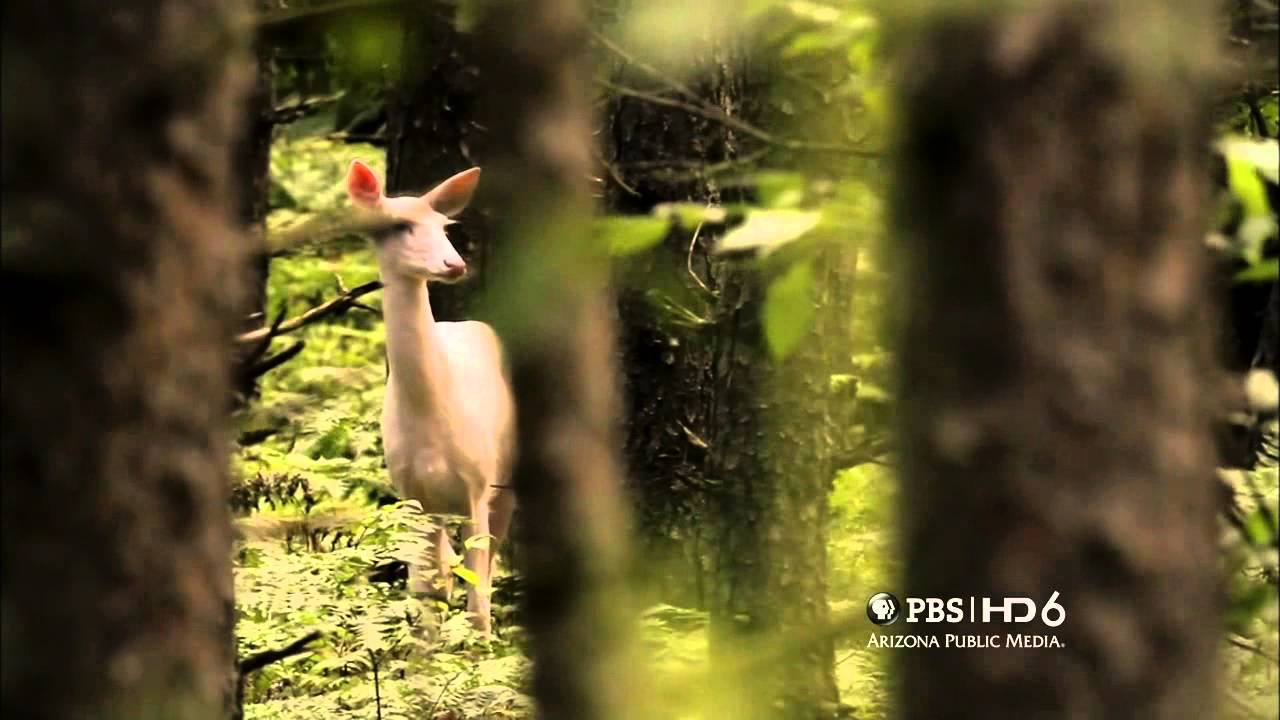 Nature: The Private Life of Deer