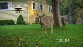 Nature The Private Life Of Deer