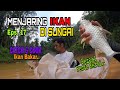 MENJARING IKAN SUNGAI /PESTA KERAI