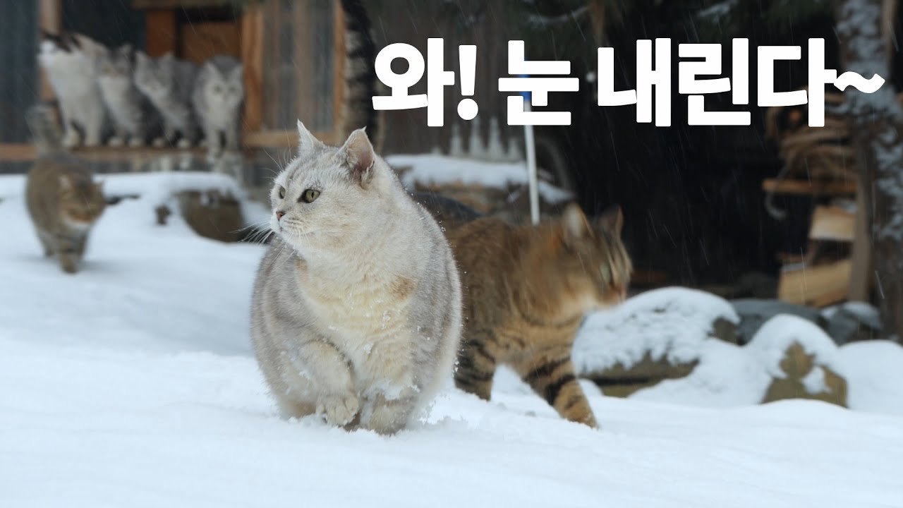 눈을 대하는 9냥이들의 제각각 반응 Do cats in mountain like snow?