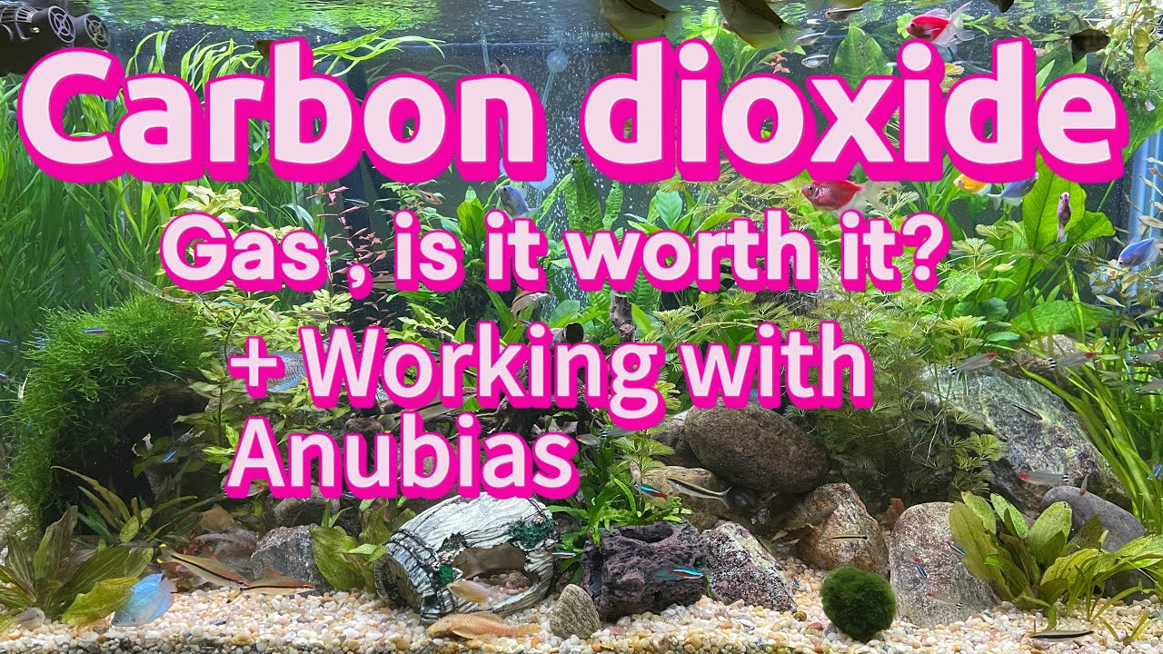 Carbon dioxide, worth it?, + working with anubia aquariumcarbondioxide