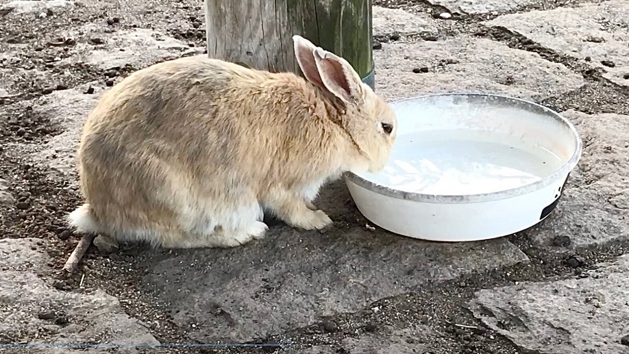 Wild rabbit drinking clean, fresh water - YouTube