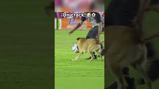 perro futbolista 🤣🤣 perro entra a cancha de fútbol ❤️