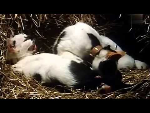 Katzen Dokumentation Katzen Dokumentation