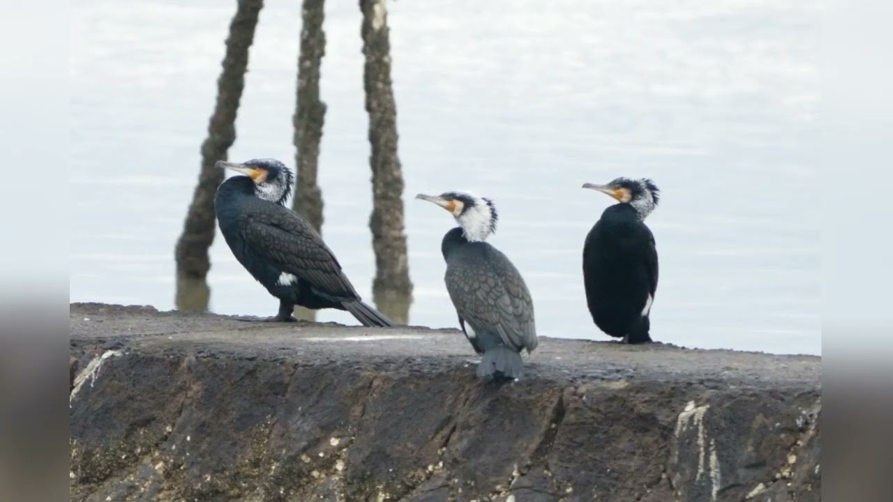 日本野鳥の会熊本県支部探鳥会参加