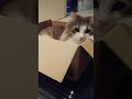 【ダンボール】ダンボールが好きな猫‼️【#ダンボール#ネコ#ねこ#看板猫#足場屋#鳶職#朝比工業#静岡県#御前崎市#Shorts】