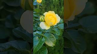 Beautiful Rose Flowers Variety #Yellowroses #Pinkrose #Whiterose #Roseflower #Shots #Views #Viral