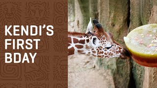 Happy Birthday, Kendi GIRAFFE!
Please help us wish Kendi a Happy Belated Birthday! He turned 1 yesterday, but due to weather, we had to postpone his celebration. This loveable little guy has an outgoing, silly personality, just like his dad, Tebogo. He and a few other giraffes enjoyed a frozen cake filled with their favorite fruits and veggies, although they seemed more interested in snacking on tasty browse instead! Happy Birthday, Kendi! 🥳
While youre here, go ahead and cast your vote in USA Todays 10Best Readers Choice Awards! ICYMI, your Dallas Zoo is up for Best Zoo & Best Zoo Exhibit (Simmons Hippo Outpost). You can vote daily through May 24 HERE: http://bit.ly/DZ10Best
➡ Subscribe: http://bit.ly/SubscribeDallasZooTube
Follow the Dallas Zoo:
Official Site: http://bit.ly/DallasZooOfficialSite
Facebook: http://bit.ly/DallasZooFacebook
Instagram: http://bit.ly/DallasZooInstagram
Twitter: https://twitter.com/dallaszoo
TikTok: https://www.tiktok.com/@dallaszooofficial
Engaging People & Saving Wildlife Happy Birthday, Kendi GIRAFFE!