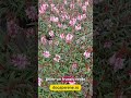 Gaura, sau floarea albinei, perena ce infloreste mult timp, in stoc pe docaperene.ro