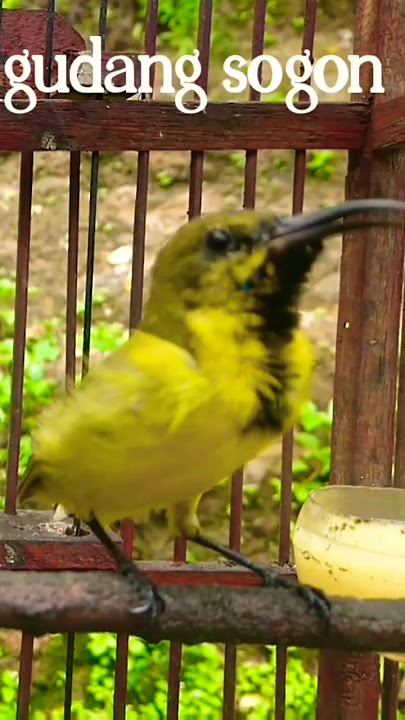 Cuitan sogok ontong birahi #pancingansogon #sogon #panggilansogon