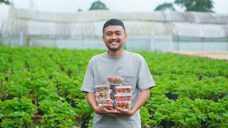 Produksi 6,5 Kwintal Strawberry Di Lahan Belakang Rumah Dan Hasilkan Omzet Puluhan Juta Perbulannya