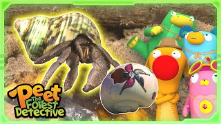 Big Mean Hermit Crab Nature Stories For Kids Peet The Forest Detective