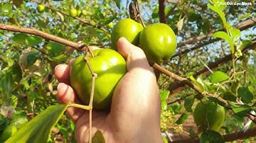 BÓN ĐẠM CÁ VƯỜN TÁO QUẢ BI  I NÚI ĐỒI LỤC NGẠN