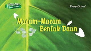 Macam-Macam Bentuk Daun Pada Tanaman