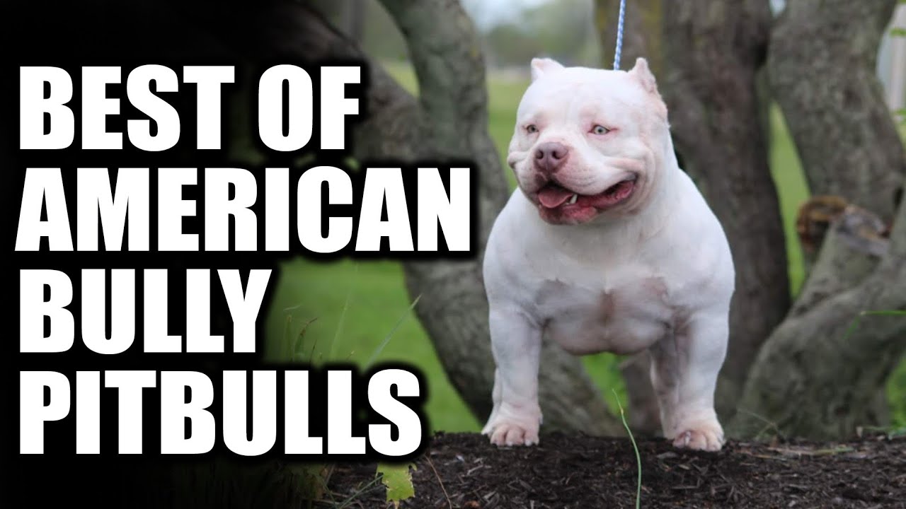 dogs. Best of American Bully Pitbulls - 2021 - YouTube