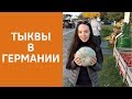 👻ВСЯ ПРАВДА О ТЫКВАХ! Шок, сенсация! Тыквы в Мюнхене 🍯