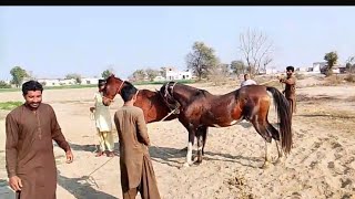 Horse Meeting For Breeding