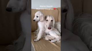 Cutest puppy ❤️💝❤️❤️ #cutepuppy #puppy #dogsvideo #crazydog #puppys #puppyvideos  #dogchallenge by Cutest Puppies 1 view 1 year ago 1 minute, 11 seconds