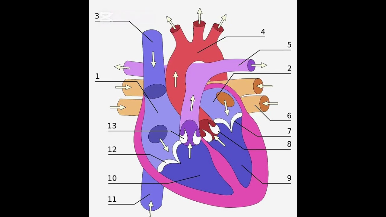 شرح عن الدورة الدموية الصغرى والكبرى