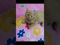 Cat kitten catlover kucing pet  cute kucinglucu  viral