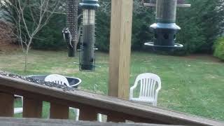 My woodpecker is scared of the hawk