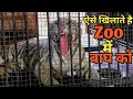 Feeding a White Tiger in Zoo। पहली बार इतने करीब से Tiger को देखा हूं। Facts Phylum