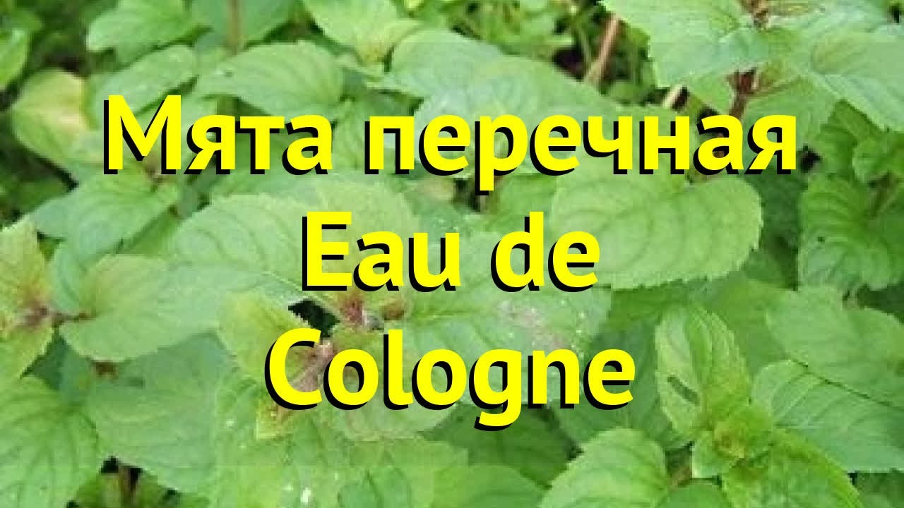 Мята перечная. Краткий обзор, описание характеристик mentha piperita Eau de Cologne