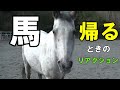 放牧から呼ぶと帰ってくる馬と…。