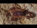 Baby Southern Devil Scorpion #shorts