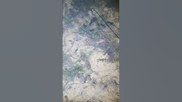 Câu cá bống tượng ở Suối#shorts