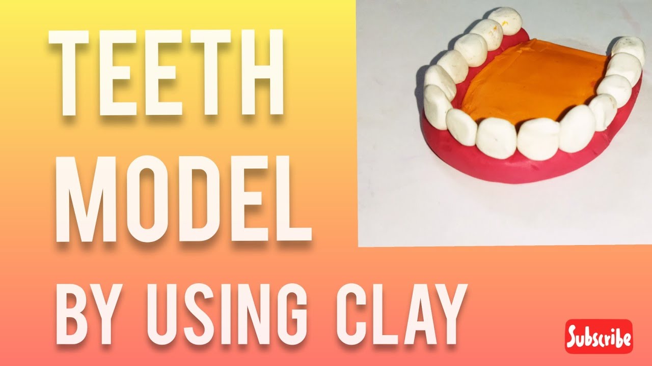 How to Make a teeth model by using clay types of teeth project how