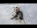 Poor Kitten Screaming Scared and Alone on the Road desperate waiting for help Warming Ending