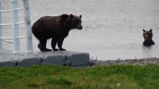 Медведица отомстила за медвежонка!!!!