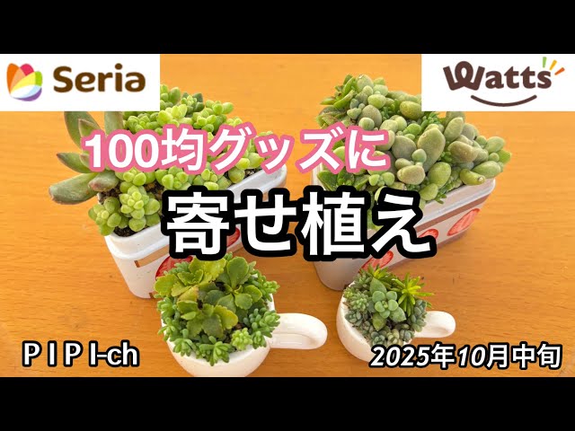セリアやワッツのグッズに寄せ植えをしました😊[多肉植物] - YouTube