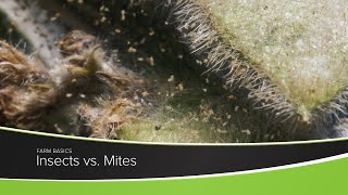 Insects vs. Mites