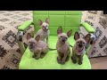 9 weeks old Cornish Rex kittens の動画、YouTube動画。