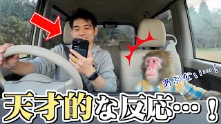 飼い主の「スマホ運転」を見つけたお猿さんの行動が天才すぎる…！