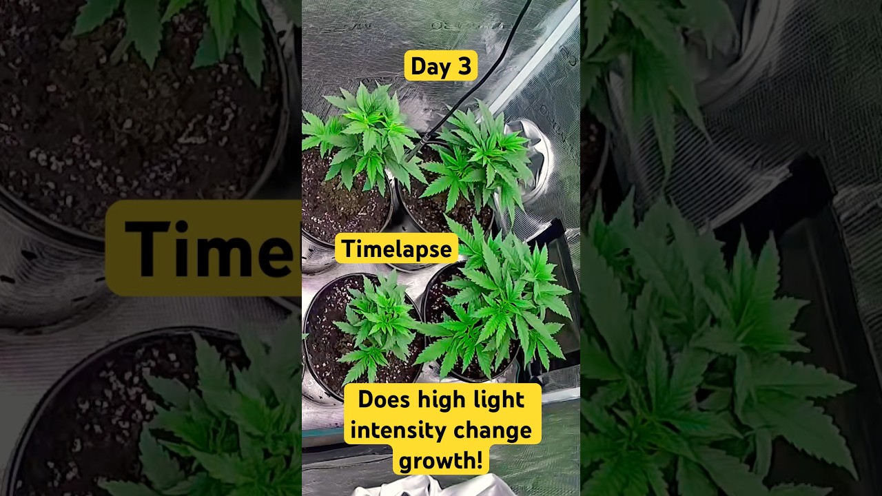 Timelapse! Does high light intensity change growth. (Day3)