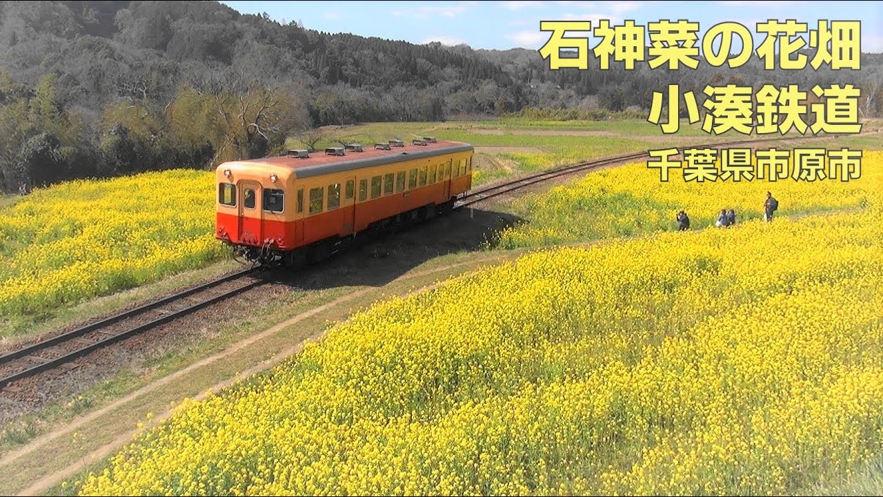 石神菜の花畑 小湊鉄道 千葉県市原市 年3月12日 Ishigami S Field Of Canola Flower And Kominato Railway Youtube