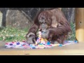 布を貰って大喜び・オランウータン