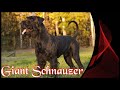 Riesenschnauzer  der schwarze ritter