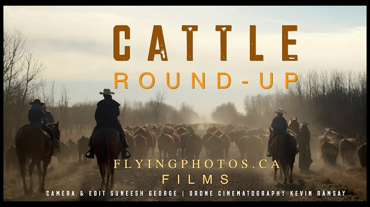 CATTLE ROUND- UP CINEMATIC TRAILER 4k