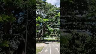 Sextou com caminhada no parque da cidade