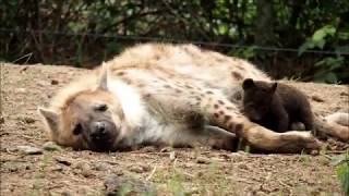 Hyena with her cubs, part 1 of 2