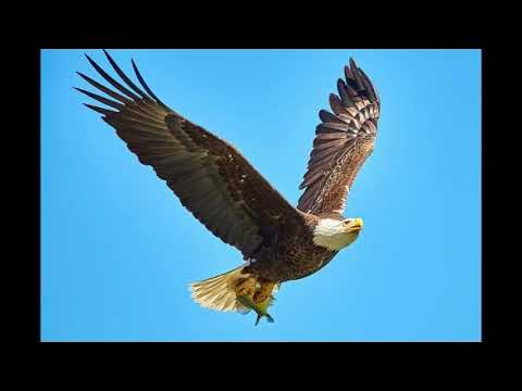 Eagle screech sound - YouTube