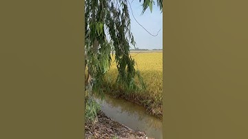 Cần bán nhanh DT 8 mẫu đất lúa giá 120 triệu 1 công thuộc huyện mộc hóa tỉnh Long An